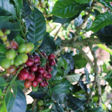 Finca Cafetera El Coral Jardín Zewnętrze zdjęcie