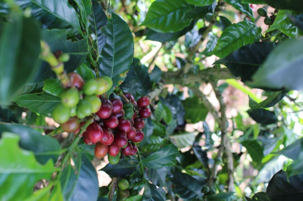 Finca Cafetera El Coral Jardín Zewnętrze zdjęcie